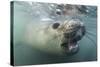 Elephant Seal on Livingstone Island, Antarctica-Paul Souders-Stretched Canvas