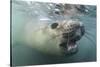 Elephant Seal on Livingstone Island, Antarctica-Paul Souders-Stretched Canvas