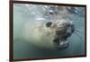 Elephant Seal on Livingstone Island, Antarctica-Paul Souders-Framed Photographic Print