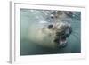 Elephant Seal on Livingstone Island, Antarctica-Paul Souders-Framed Photographic Print