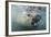 Elephant Seal on Livingstone Island, Antarctica-Paul Souders-Framed Photographic Print