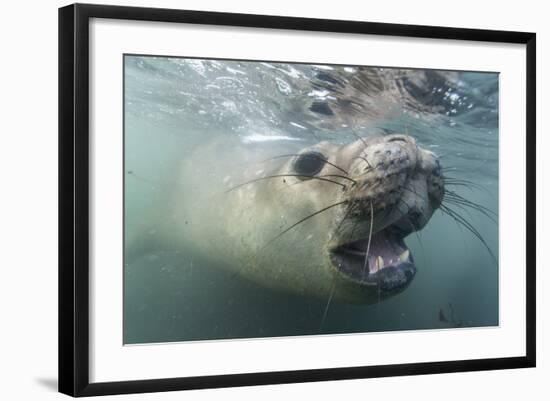 Elephant Seal on Livingstone Island, Antarctica-Paul Souders-Framed Photographic Print