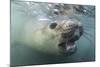 Elephant Seal on Livingstone Island, Antarctica-Paul Souders-Mounted Photographic Print