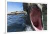 Elephant Seal on Livingstone Island, Antarctica-Paul Souders-Framed Photographic Print