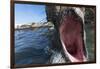 Elephant Seal on Livingstone Island, Antarctica-Paul Souders-Framed Photographic Print