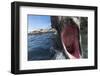 Elephant Seal on Livingstone Island, Antarctica-Paul Souders-Framed Photographic Print