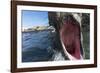 Elephant Seal on Livingstone Island, Antarctica-Paul Souders-Framed Photographic Print