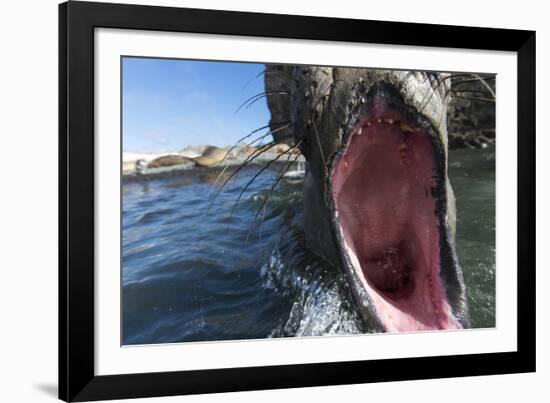 Elephant Seal on Livingstone Island, Antarctica-Paul Souders-Framed Photographic Print