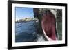 Elephant Seal on Livingstone Island, Antarctica-Paul Souders-Framed Photographic Print