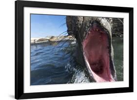 Elephant Seal on Livingstone Island, Antarctica-Paul Souders-Framed Photographic Print