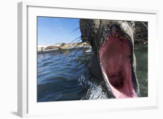 Elephant Seal on Livingstone Island, Antarctica-Paul Souders-Framed Photographic Print