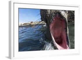 Elephant Seal on Livingstone Island, Antarctica-Paul Souders-Framed Photographic Print