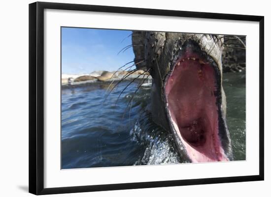 Elephant Seal on Livingstone Island, Antarctica-Paul Souders-Framed Photographic Print