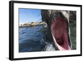 Elephant Seal on Livingstone Island, Antarctica-Paul Souders-Framed Photographic Print