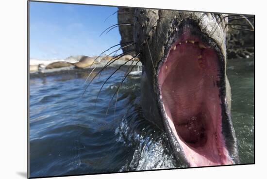 Elephant Seal on Livingstone Island, Antarctica-Paul Souders-Mounted Photographic Print