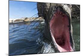 Elephant Seal on Livingstone Island, Antarctica-Paul Souders-Mounted Photographic Print