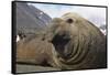 Elephant Seal on South Georgia Island-null-Framed Stretched Canvas