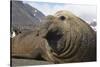 Elephant Seal on South Georgia Island-null-Stretched Canvas