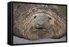 Elephant Seal on South Georgia Island-null-Framed Stretched Canvas