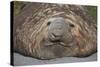 Elephant Seal on South Georgia Island-null-Stretched Canvas