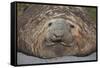 Elephant Seal on South Georgia Island-null-Framed Stretched Canvas