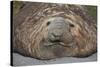 Elephant Seal on South Georgia Island-null-Stretched Canvas