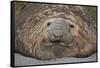 Elephant Seal on South Georgia Island-null-Framed Stretched Canvas