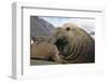 Elephant Seal on South Georgia Island-null-Framed Photographic Print