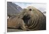 Elephant Seal on South Georgia Island-null-Framed Photographic Print