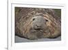 Elephant Seal on South Georgia Island-null-Framed Photographic Print