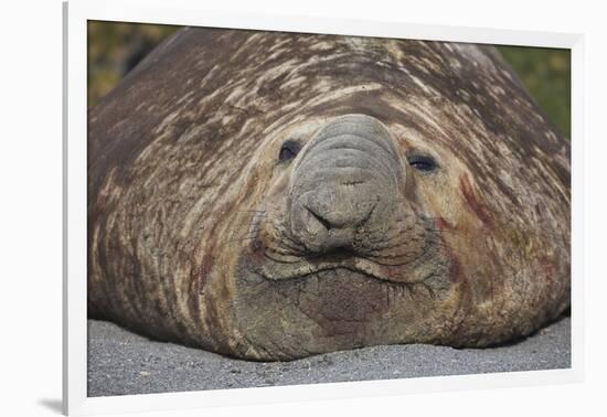 Elephant Seal on South Georgia Island-null-Framed Photographic Print