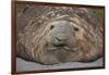 Elephant Seal on South Georgia Island-null-Framed Photographic Print