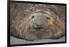 Elephant Seal on South Georgia Island-null-Framed Photographic Print