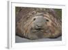 Elephant Seal on South Georgia Island-null-Framed Photographic Print