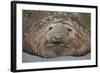 Elephant Seal on South Georgia Island-null-Framed Photographic Print