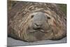 Elephant Seal on South Georgia Island-null-Mounted Photographic Print