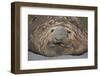 Elephant Seal on South Georgia Island-null-Framed Photographic Print