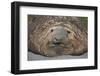 Elephant Seal on South Georgia Island-null-Framed Photographic Print