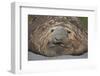 Elephant Seal on South Georgia Island-null-Framed Photographic Print