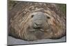 Elephant Seal on South Georgia Island-null-Mounted Photographic Print