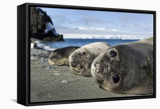 Elephant Seal Pups resting on a beach, Livingstone Island, Antarctica-Paul Souders-Framed Stretched Canvas