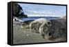 Elephant Seal Pups resting on a beach, Livingstone Island, Antarctica-Paul Souders-Framed Stretched Canvas