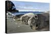 Elephant Seal Pups resting on a beach, Livingstone Island, Antarctica-Paul Souders-Stretched Canvas