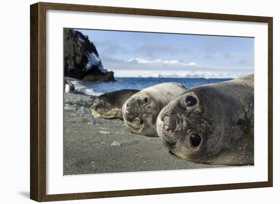 Elephant Seal Pups resting on a beach, Livingstone Island, Antarctica-Paul Souders-Framed Photographic Print