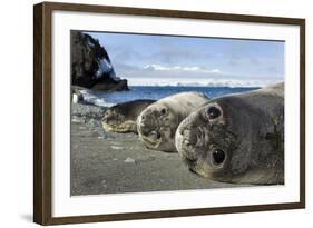 Elephant Seal Pups resting on a beach, Livingstone Island, Antarctica-Paul Souders-Framed Photographic Print