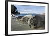 Elephant Seal Pups resting on a beach, Livingstone Island, Antarctica-Paul Souders-Framed Photographic Print