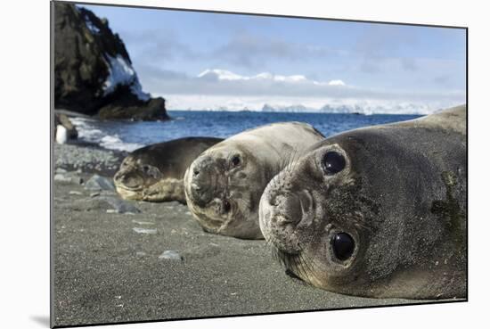 Elephant Seal Pups resting on a beach, Livingstone Island, Antarctica-Paul Souders-Mounted Photographic Print