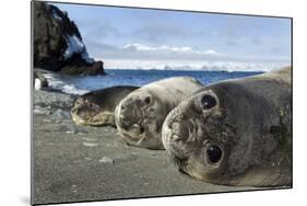 Elephant Seal Pups resting on a beach, Livingstone Island, Antarctica-Paul Souders-Mounted Photographic Print