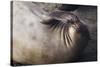 Elephant Seal Scratching-Darrell Gulin-Stretched Canvas