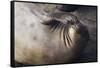 Elephant Seal Scratching-Darrell Gulin-Framed Stretched Canvas